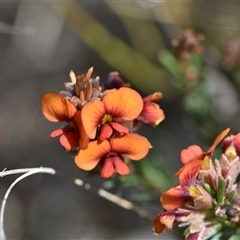 Dillwynia sericea at Campbell, ACT - 5 Oct 2024