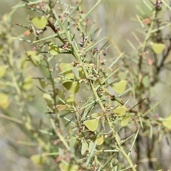 Daviesia genistifolia (Broom Bitter Pea) at Campbell, ACT - 5 Oct 2024 by Venture