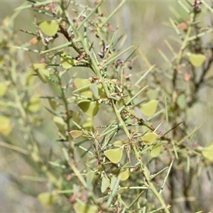 Daviesia genistifolia at Campbell, ACT - 5 Oct 2024