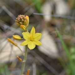 Bulbine bulbosa (Golden Lily, Bulbine Lily) at Campbell, ACT - 5 Oct 2024 by Venture