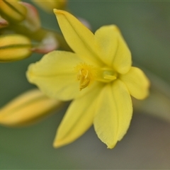 Bulbine bulbosa at Campbell, ACT - 5 Oct 2024 01:19 PM