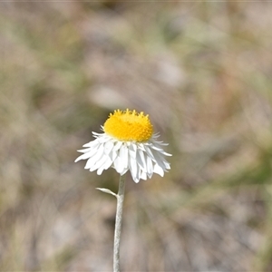 Leucochrysum albicans subsp. tricolor at Campbell, ACT - 5 Oct 2024 01:16 PM