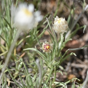 Leucochrysum albicans subsp. tricolor at Campbell, ACT - 5 Oct 2024 01:16 PM