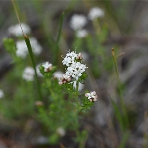 Asperula conferta at Campbell, ACT - 5 Oct 2024