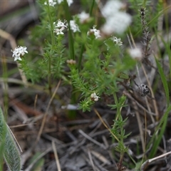 Asperula conferta at Campbell, ACT - 5 Oct 2024