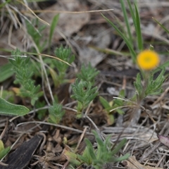 Leptorhynchos squamatus subsp. squamatus at Campbell, ACT - 5 Oct 2024