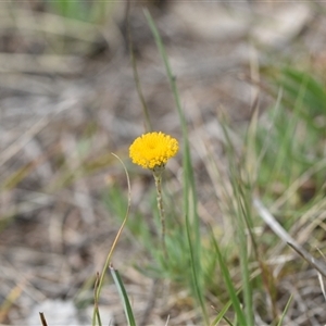 Leptorhynchos squamatus subsp. squamatus at Campbell, ACT - 5 Oct 2024