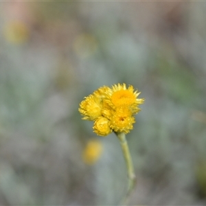 Chrysocephalum apiculatum at Campbell, ACT - 5 Oct 2024