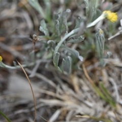 Chrysocephalum apiculatum at Campbell, ACT - 5 Oct 2024