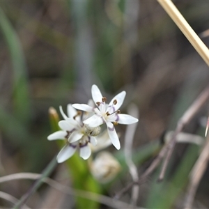 Wurmbea dioica subsp. dioica at Hume, ACT - 4 Oct 2024 02:51 PM