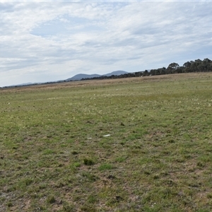 Stackhousia monogyna at Hume, ACT - 4 Oct 2024