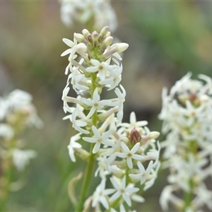 Stackhousia monogyna at Hume, ACT - 4 Oct 2024