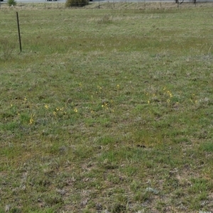 Bulbine bulbosa at Hume, ACT - 4 Oct 2024