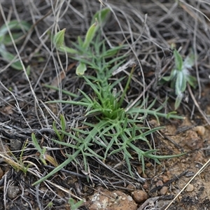 Eryngium ovinum at Hume, ACT - 4 Oct 2024 02:01 PM