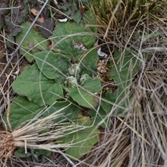 Cymbonotus sp. (preissianus or lawsonianus) (Bears Ears) at Narrabundah, ACT - 4 Oct 2024 by Venture