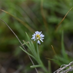 Vittadinia muelleri (Narrow-leafed New Holland Daisy) at Hume, ACT - 4 Oct 2024 by Venture