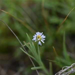 Vittadinia muelleri at Hume, ACT - 4 Oct 2024