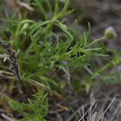 Vittadinia muelleri at Hume, ACT - 4 Oct 2024