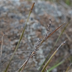 Lepidosperma laterale (Variable Sword Sedge) at Hume, ACT - 4 Oct 2024 by Venture