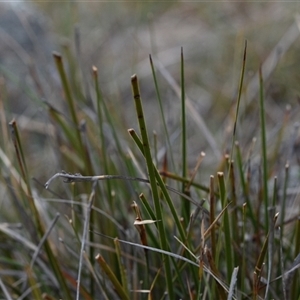 Lepidosperma laterale at Hume, ACT - 4 Oct 2024