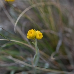 Chrysocephalum apiculatum at Symonston, ACT - 4 Oct 2024