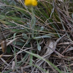 Chrysocephalum apiculatum at Symonston, ACT - 4 Oct 2024