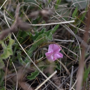 Convolvulus angustissimus subsp. angustissimus at Hume, ACT - 4 Oct 2024