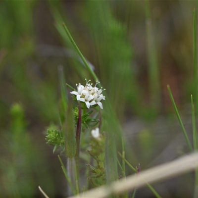 Asperula conferta (Common Woodruff) at Hume, ACT - 4 Oct 2024 by Venture