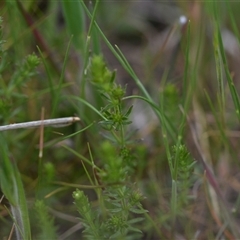 Asperula conferta at Hume, ACT - 4 Oct 2024