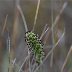 Acaena x ovina (Sheep's Burr) at Hume, ACT - 4 Oct 2024 by Venture