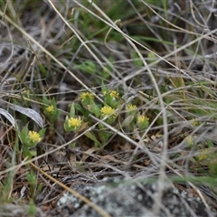 Triptilodiscus pygmaeus (Annual Daisy) at Hume, ACT - 4 Oct 2024 by Venture