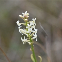 Stackhousia monogyna (Creamy Candles) at Hume, ACT - 4 Oct 2024 by Venture