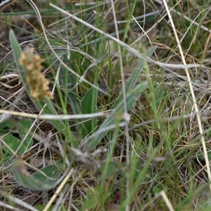 Plantago varia at Hume, ACT - 4 Oct 2024 01:17 PM