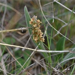 Plantago varia at Hume, ACT - 4 Oct 2024