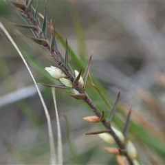 Melichrus urceolatus (Urn Heath) at Hume, ACT - 4 Oct 2024 by Venture