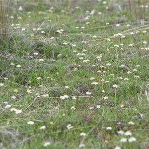 Calotis anthemoides at Hume, ACT - 4 Oct 2024