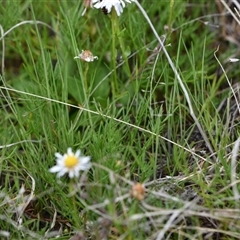 Calotis anthemoides at Hume, ACT - 4 Oct 2024