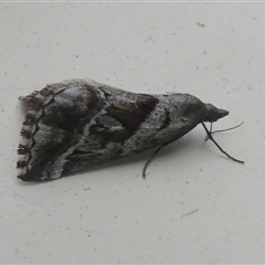 Dichromodes stilbiata (White-barred Heath Moth) at Borough, NSW - 12 Oct 2024 by Paul4K