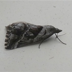 Dichromodes stilbiata (White-barred Heath Moth) at Borough, NSW - 11 Oct 2024 by Paul4K