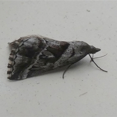 Dichromodes stilbiata (White-barred Heath Moth) at Borough, NSW - 12 Oct 2024 by Paul4K