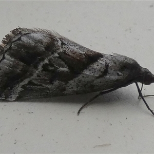 Dichromodes stilbiata at Borough, NSW - suppressed