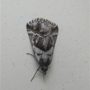 Dichromodes stilbiata at Borough, NSW - suppressed