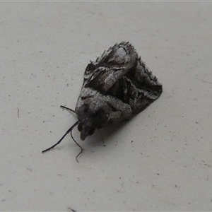 Dichromodes stilbiata at Borough, NSW - suppressed