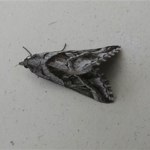 Dichromodes stilbiata at Borough, NSW - suppressed