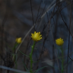 Xerochrysum viscosum (Sticky Everlasting) at Acton, ACT - 3 Oct 2024 by Venture