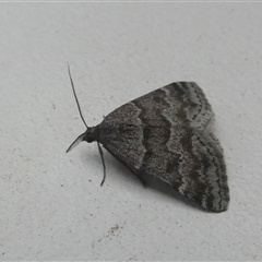 Dichromodes ainaria (A geometer or looper moth) at Borough, NSW - 13 Oct 2024 by Paul4K