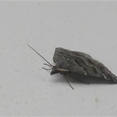 Dichromodes ainaria at Borough, NSW - 13 Oct 2024