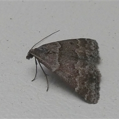 Dichromodes ainaria at Borough, NSW - 13 Oct 2024