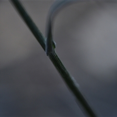 Senecio (genus) (A Fireweed) at Bruce, ACT - 3 Oct 2024 by Venture