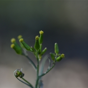 Senecio sp. at Bruce, ACT - 3 Oct 2024